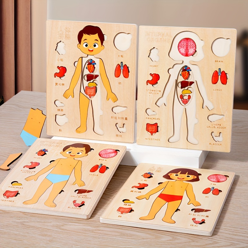 Human Body Puzzle - Teka-teki tubuh manusia untuk anak-anak kayu