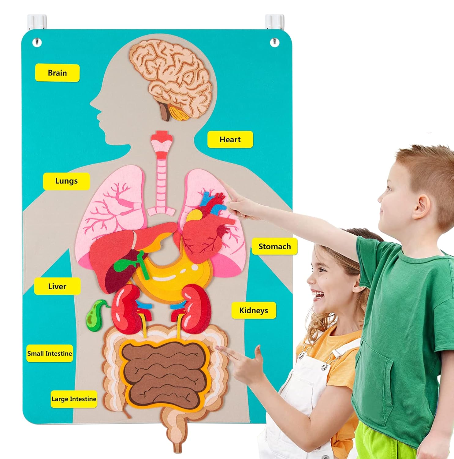 Human Body Puzzle - Papan Gambar Bagian Tubuh Manusia untuk