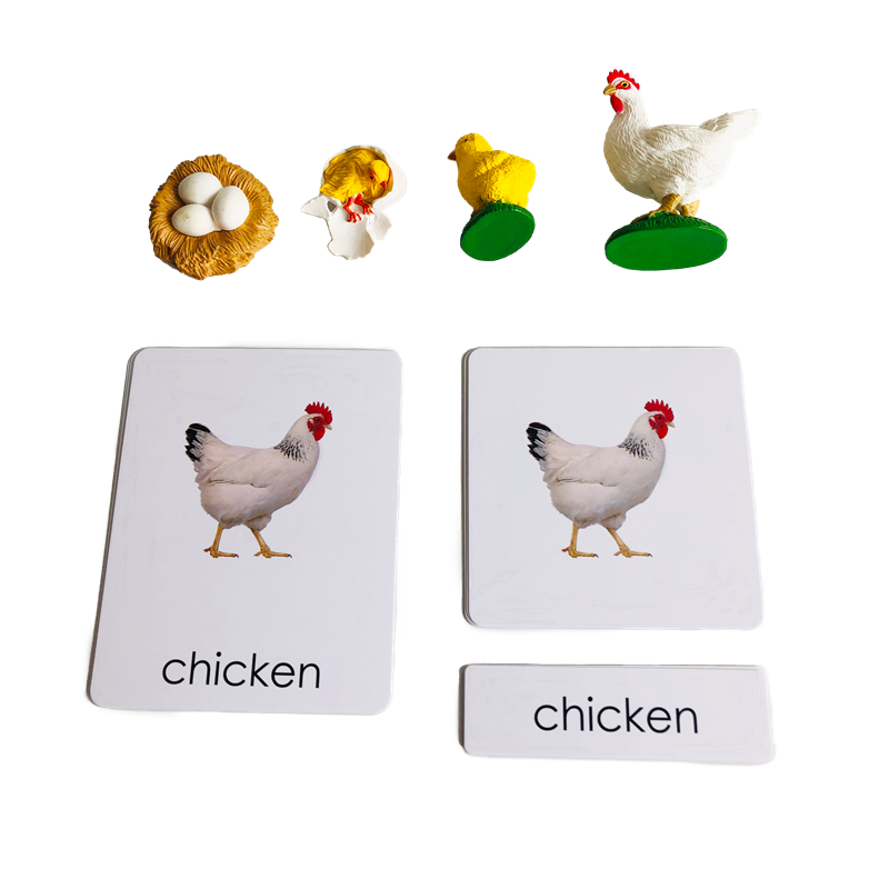 Kids Education Card - Kartu dan Model Hewan Siklus Hidup