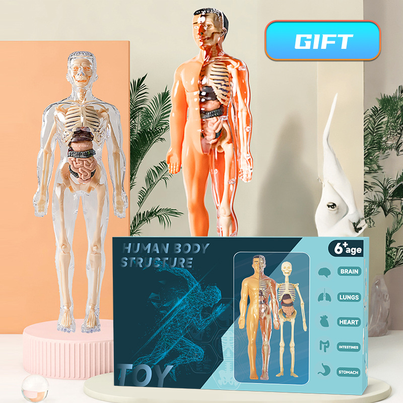 Human Body Puzzle - Model Torso manusia 3D anak-anak Model