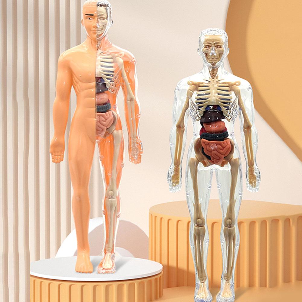 Model Tubuh Manusia 3D untuk A - Human Body Puzzle ulasan dan harga
