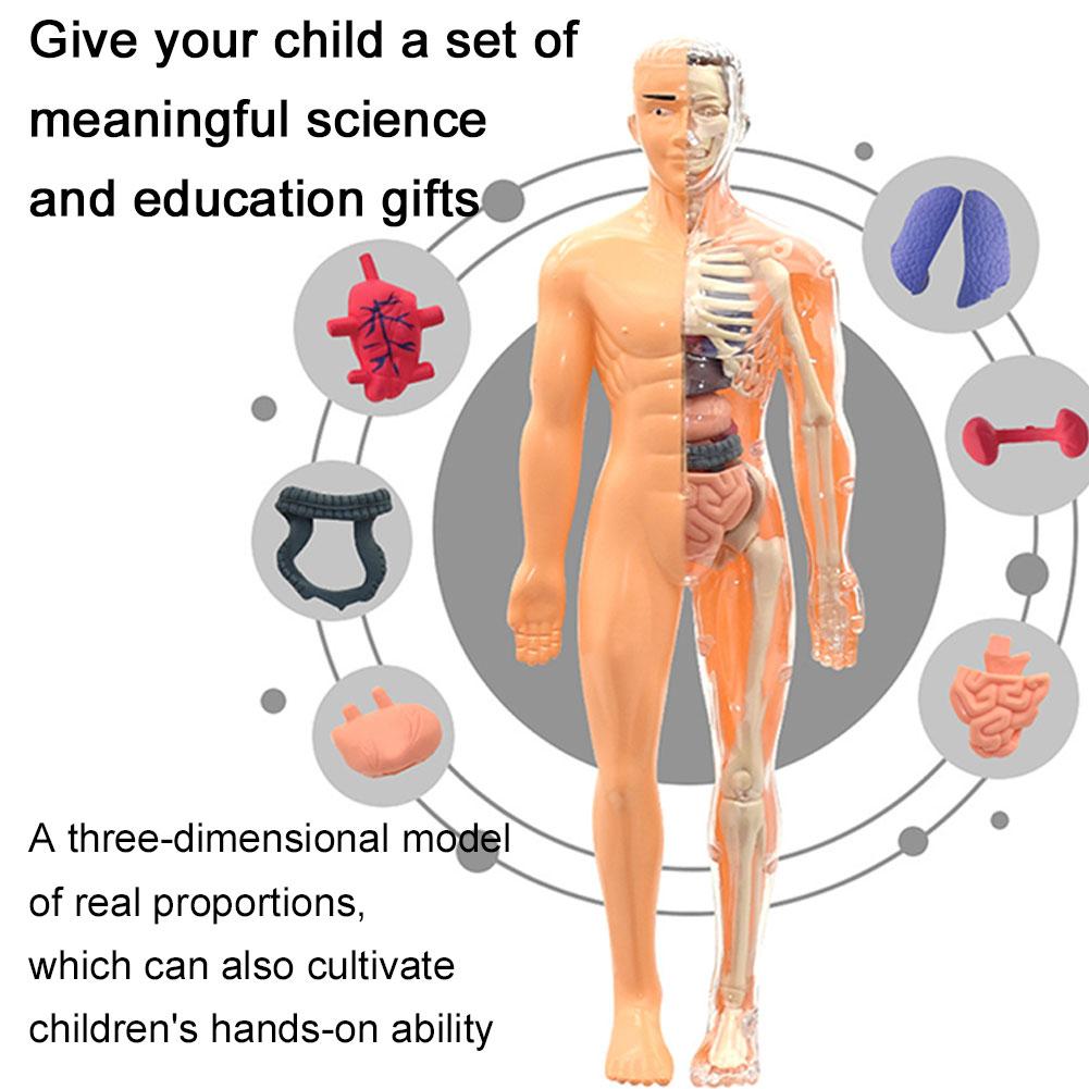 Model Tubuh Manusia 3D untuk A - Human Body Puzzle ulasan dan harga