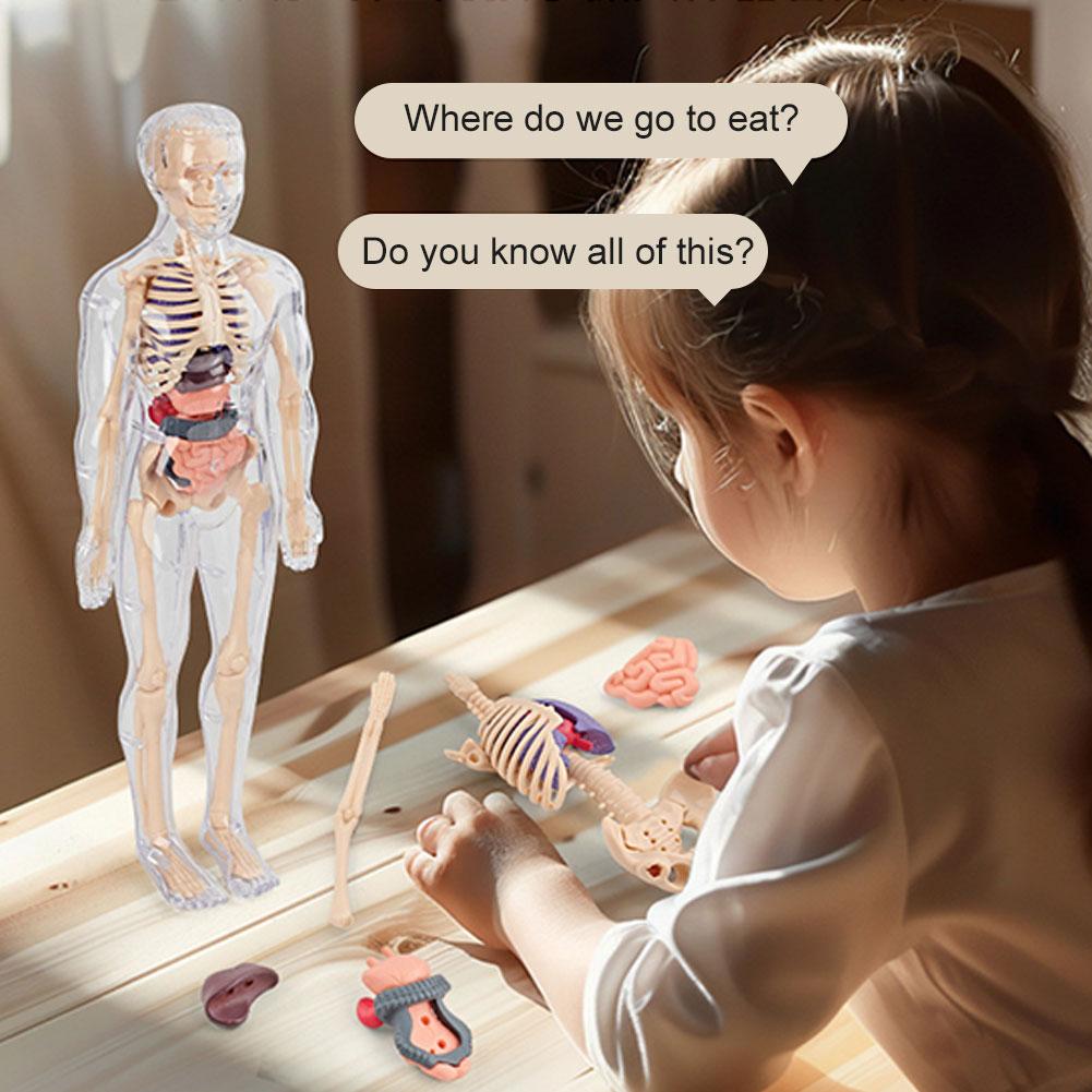 Model Tubuh Manusia 3D untuk A - Human Body Puzzle ulasan dan harga