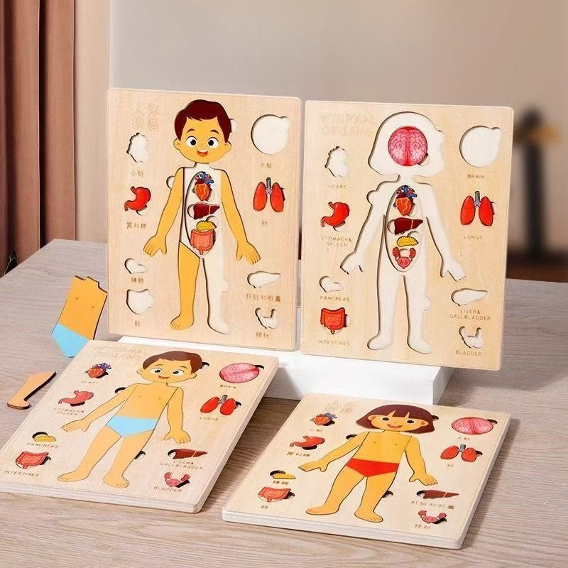 Puzzle Montessori Papan Aktivi - Human Body Puzzle ulasan dan harga