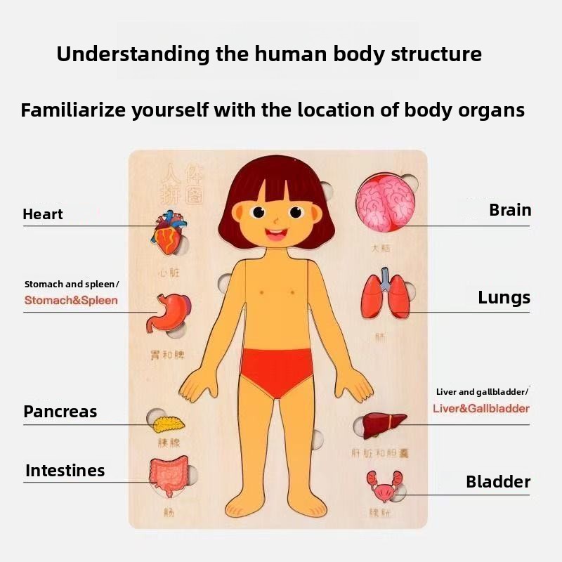 Puzzle Montessori Papan Aktivi - Human Body Puzzle ulasan dan harga