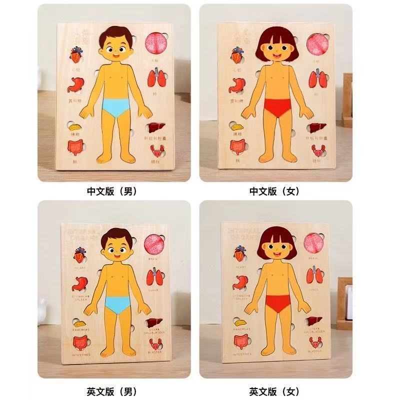 Puzzle Montessori Papan Aktivi - Human Body Puzzle ulasan dan harga