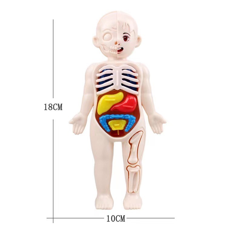Puzzle 3D Montessori 14 Buah M - Human Body Puzzle ulasan dan harga