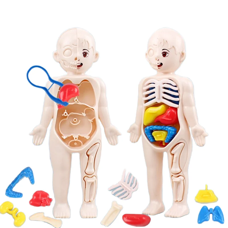 Puzzle 3D Montessori 14 Buah M - Human Body Puzzle ulasan dan harga