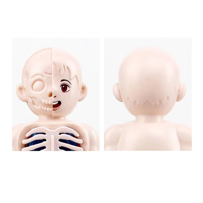 Puzzle 3D Montessori 14 Buah M - Human Body Puzzle ulasan dan harga