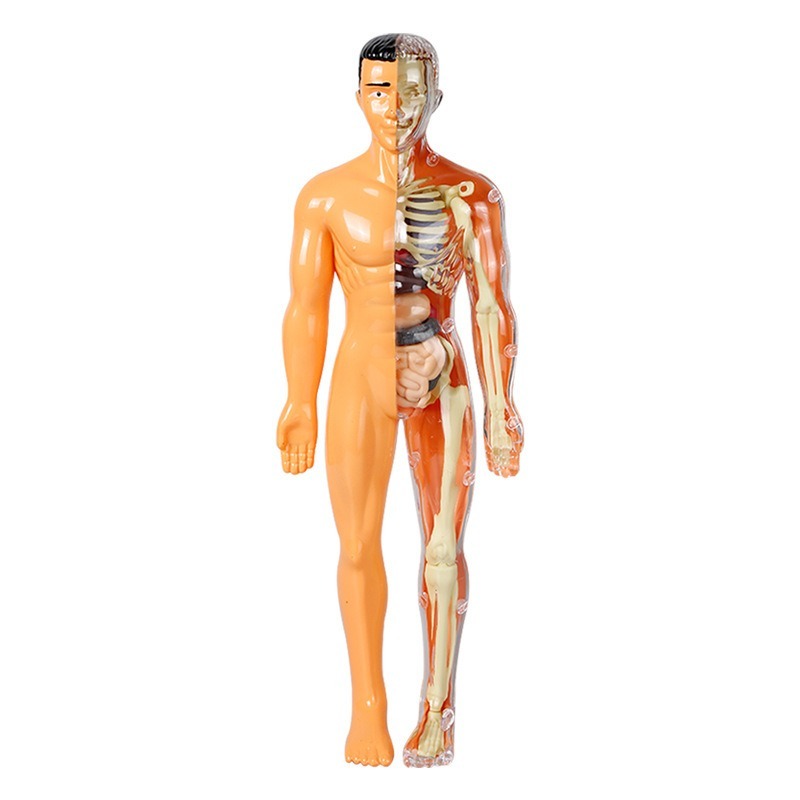 Set Percobaan Sains Model Tubu - Human Body Puzzle ulasan dan harga