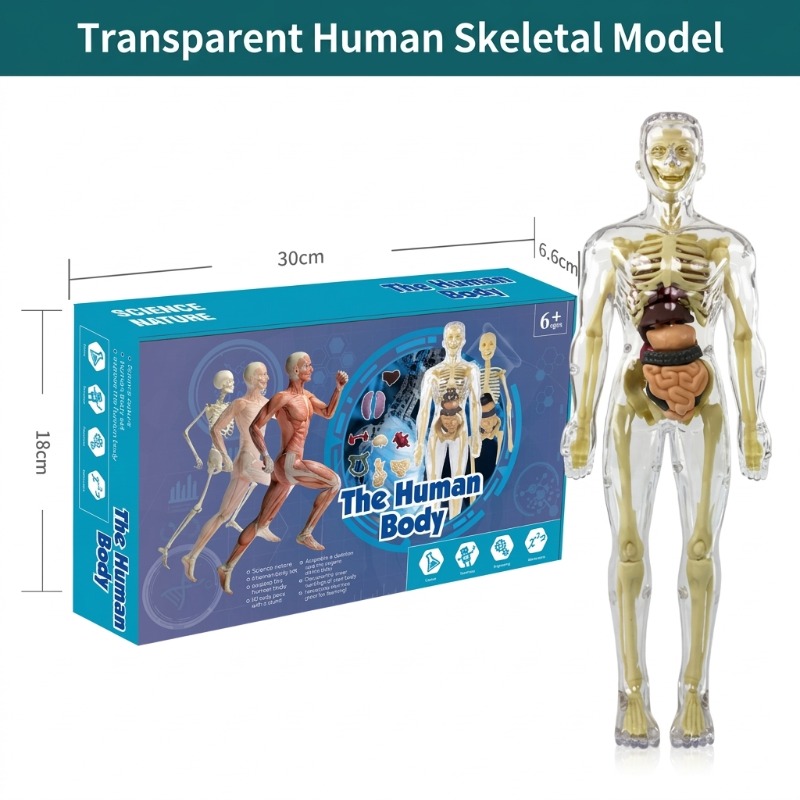 Set Percobaan Sains Model Tubu - Human Body Puzzle ulasan dan harga