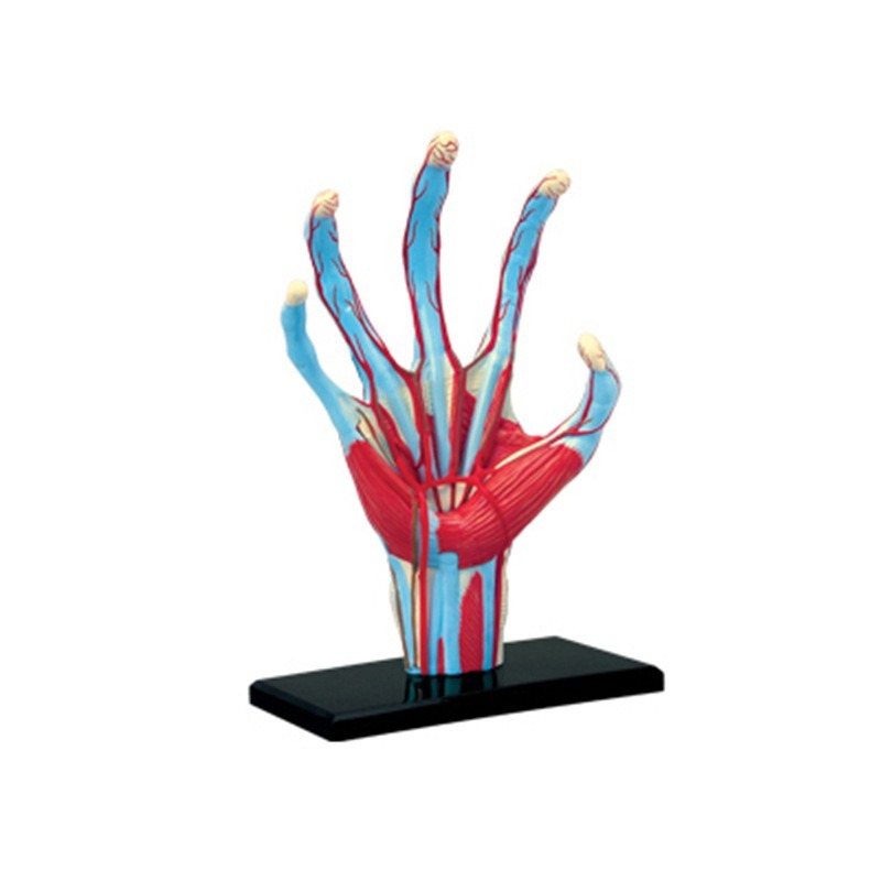 4d Master Tangan Manusia Tulan - Human Body Puzzle ulasan dan harga