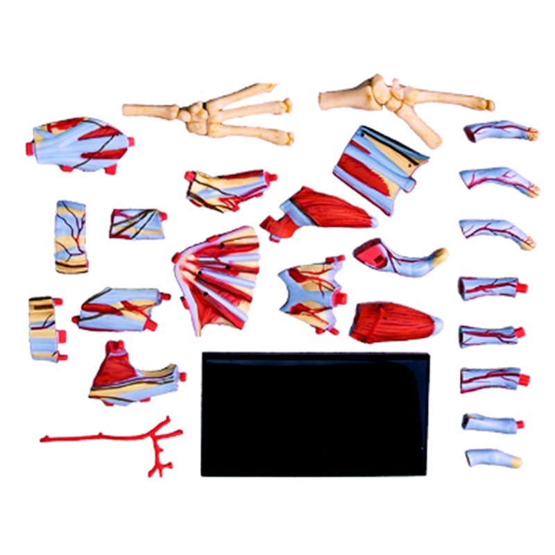 4d Master Tangan Manusia Tulan - Human Body Puzzle ulasan dan harga