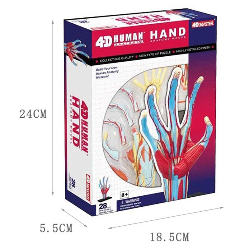 4d Master Tangan Manusia Tulan - Human Body Puzzle ulasan dan harga