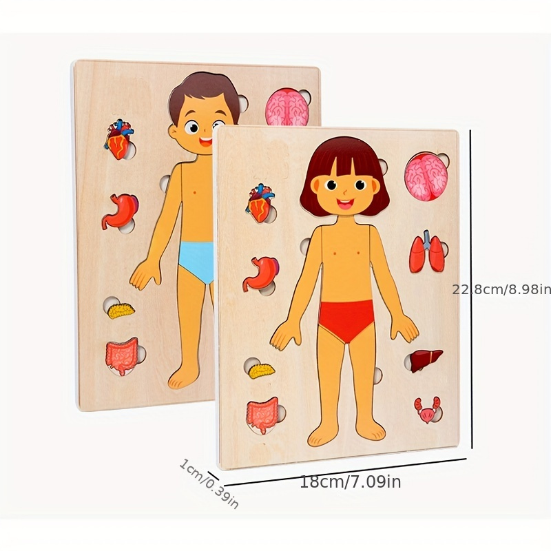 Teka-teki tubuh manusia untuk  - Human Body Puzzle ulasan dan harga