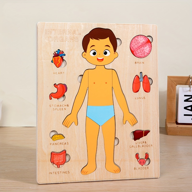 Teka-teki tubuh manusia untuk  - Human Body Puzzle ulasan dan harga