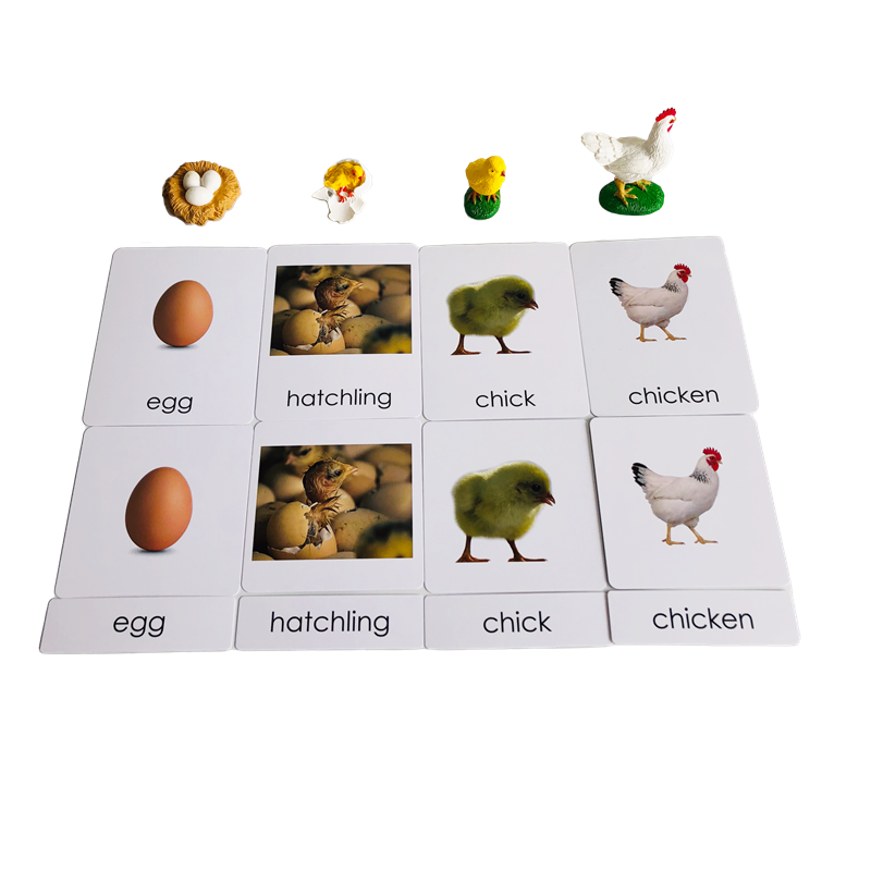 Kartu dan Model Hewan Siklus H - Kids Education Card ulasan dan harga