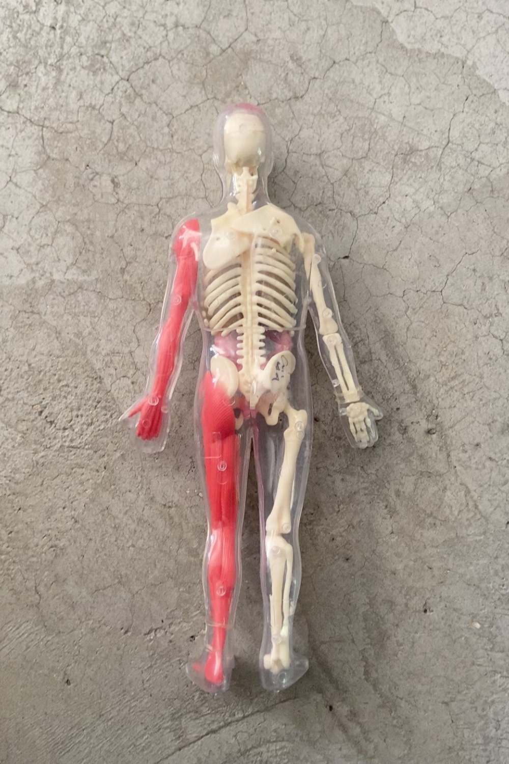 Tersedia Stok Default Defect O - Human Body Puzzle ulasan dan harga