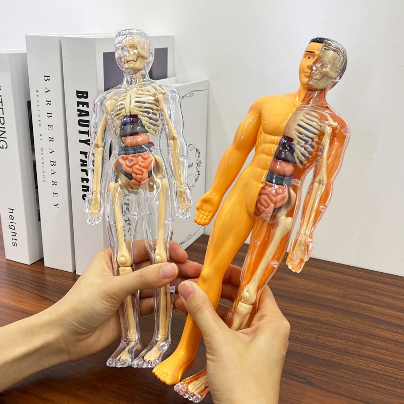 Model Torso manusia 3D anak-an - Human Body Puzzle ulasan dan harga