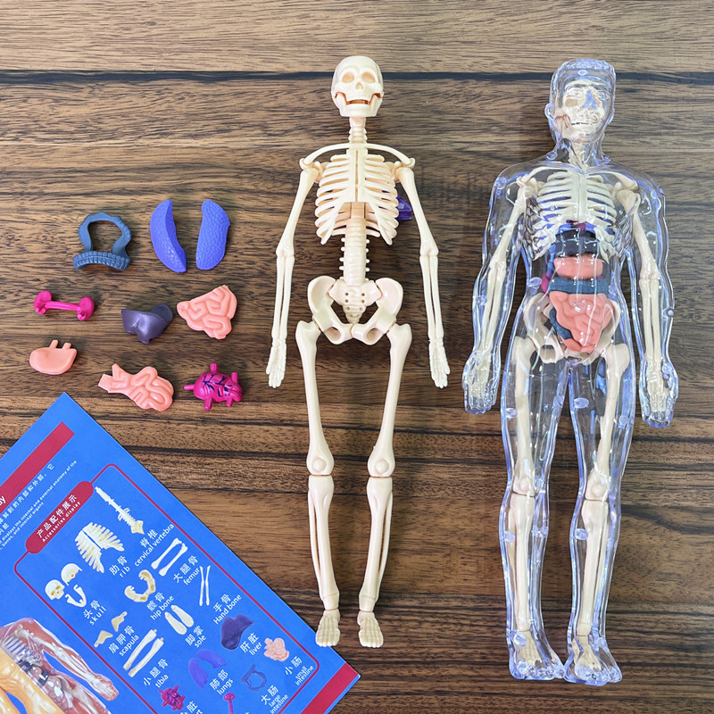 Model Torso manusia 3D anak-an - Human Body Puzzle ulasan dan harga